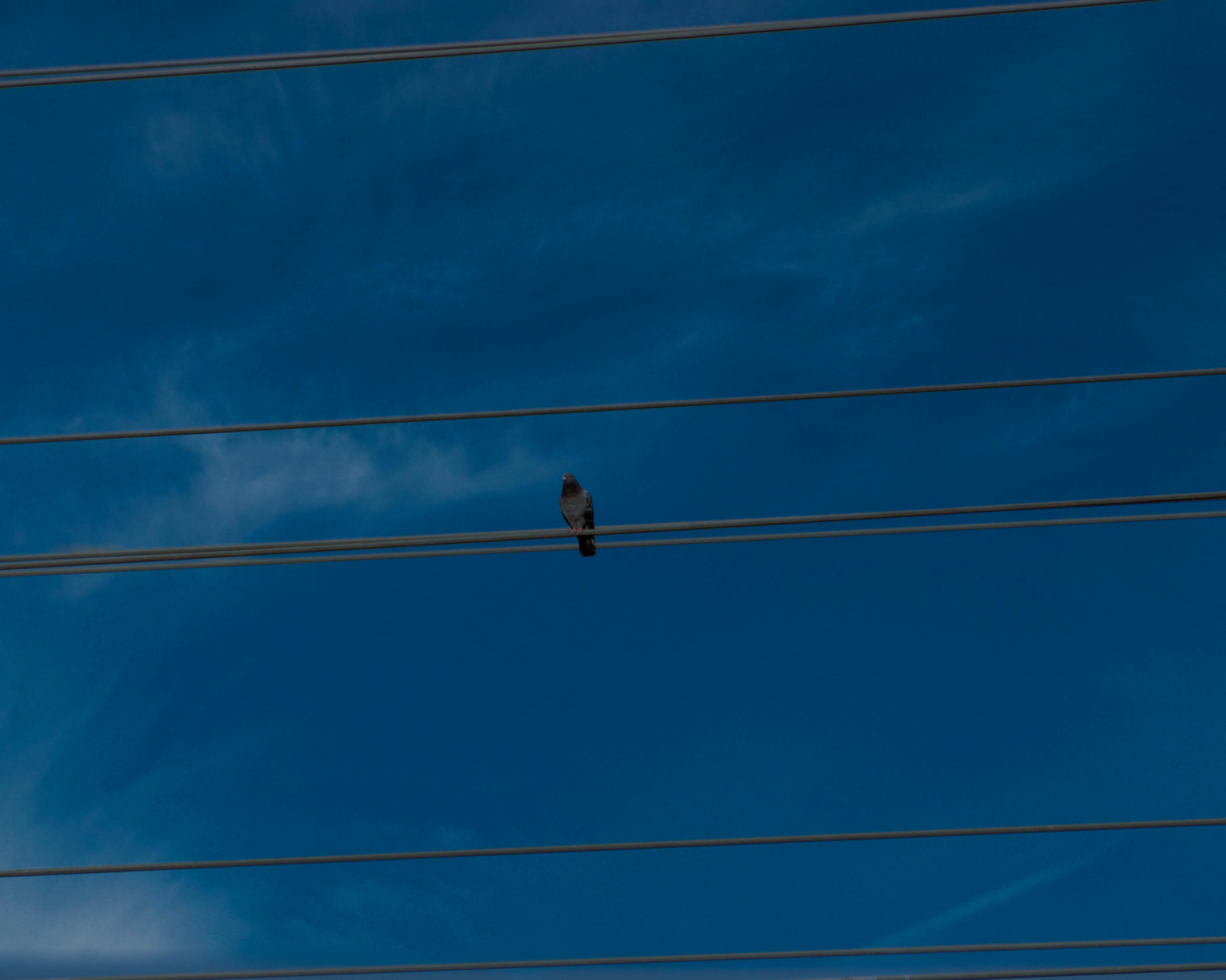 Bird On A Wire